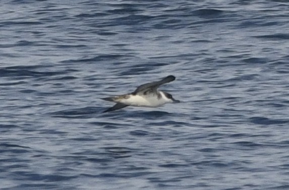 Great Shearwater - ML643015115