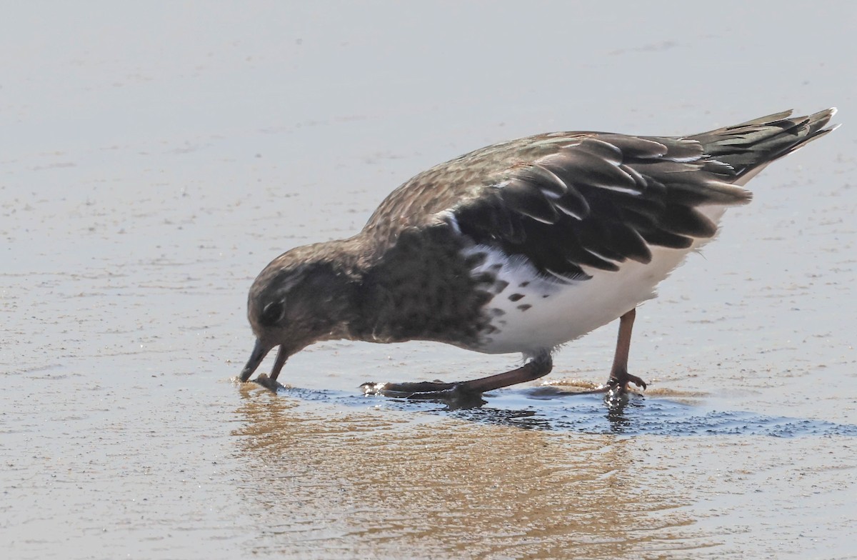 Black Turnstone - ML643015116
