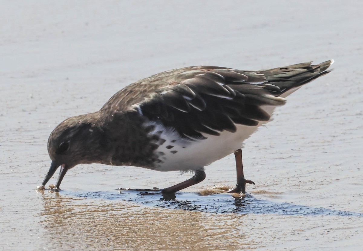 Black Turnstone - ML643015119
