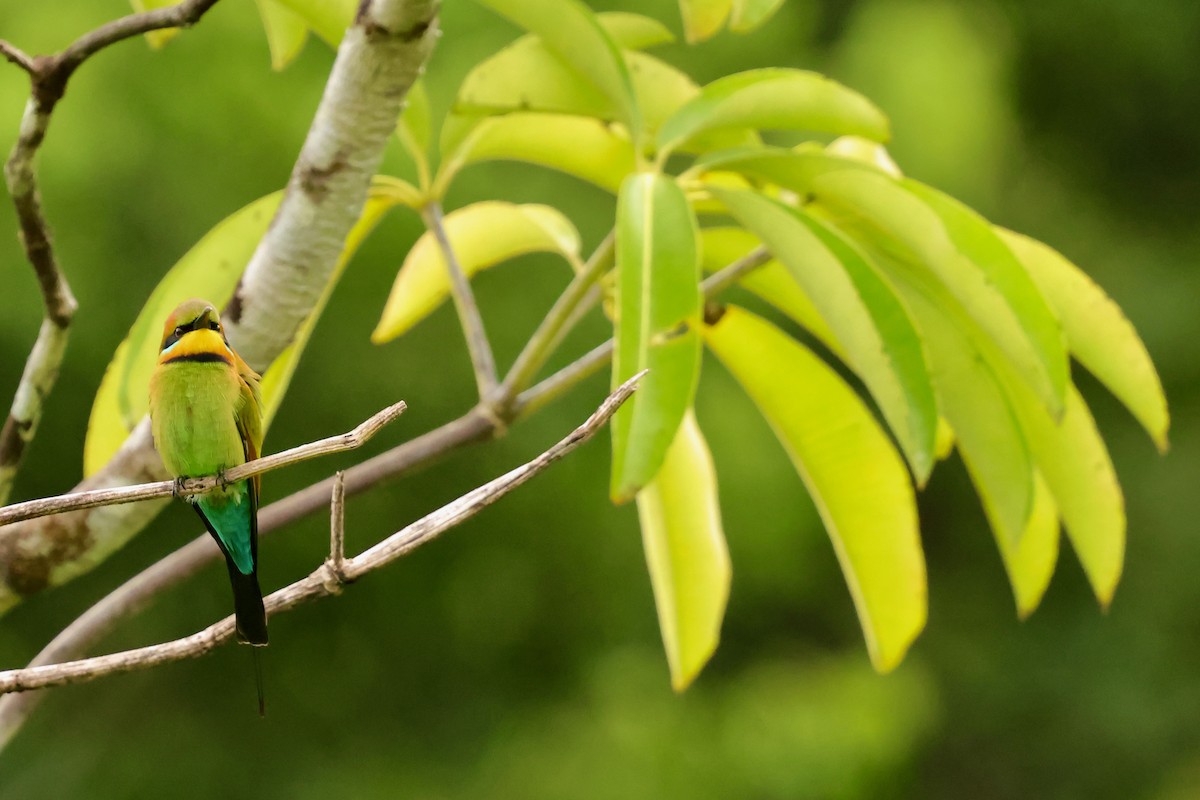 Rainbow Bee-eater - ML643015122