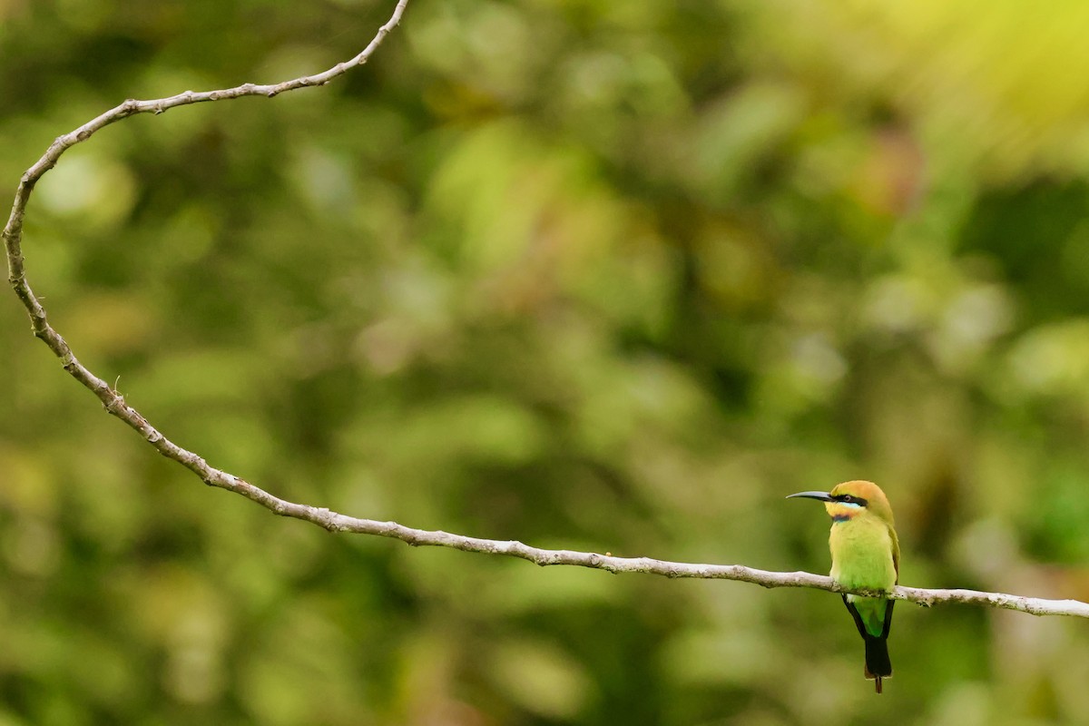 Rainbow Bee-eater - ML643015123