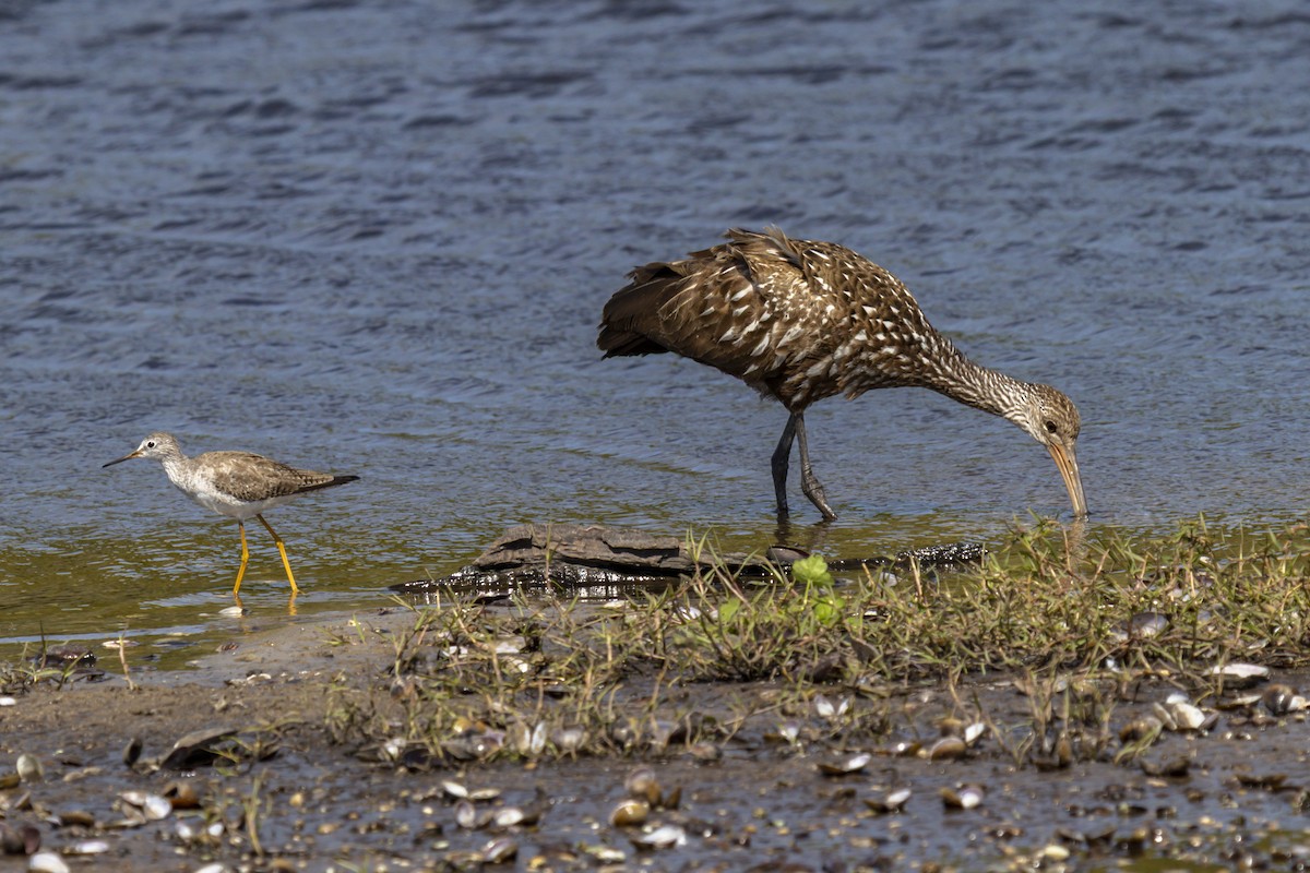 Lesser Yellowlegs - ML643015124