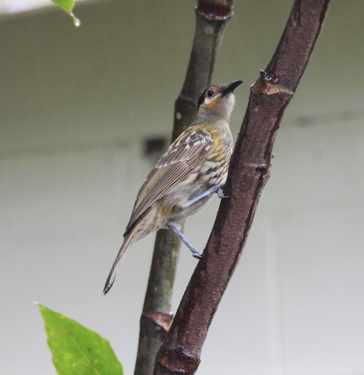Macleay's Honeyeater - ML643015125