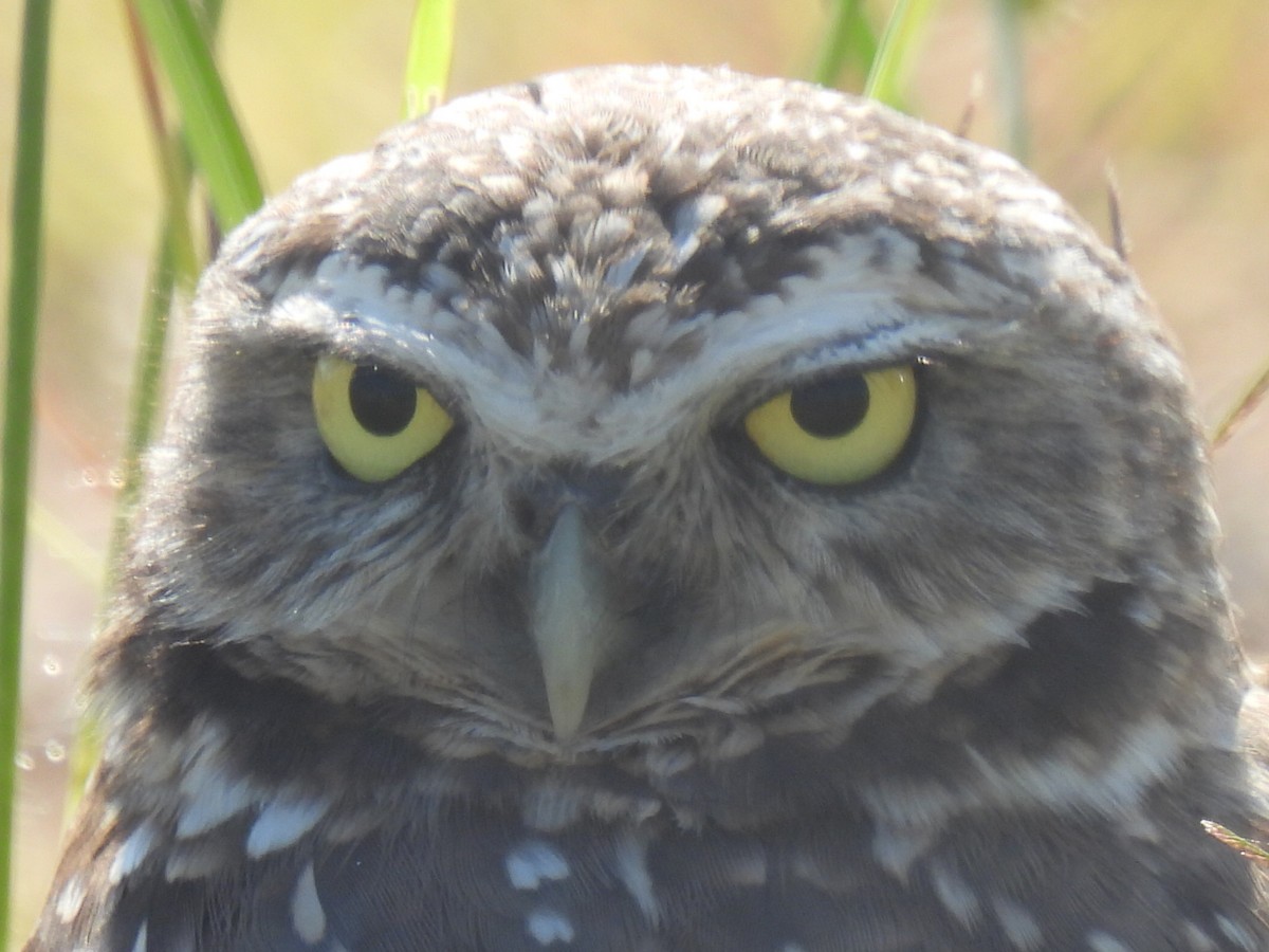 Burrowing Owl - ML643015126
