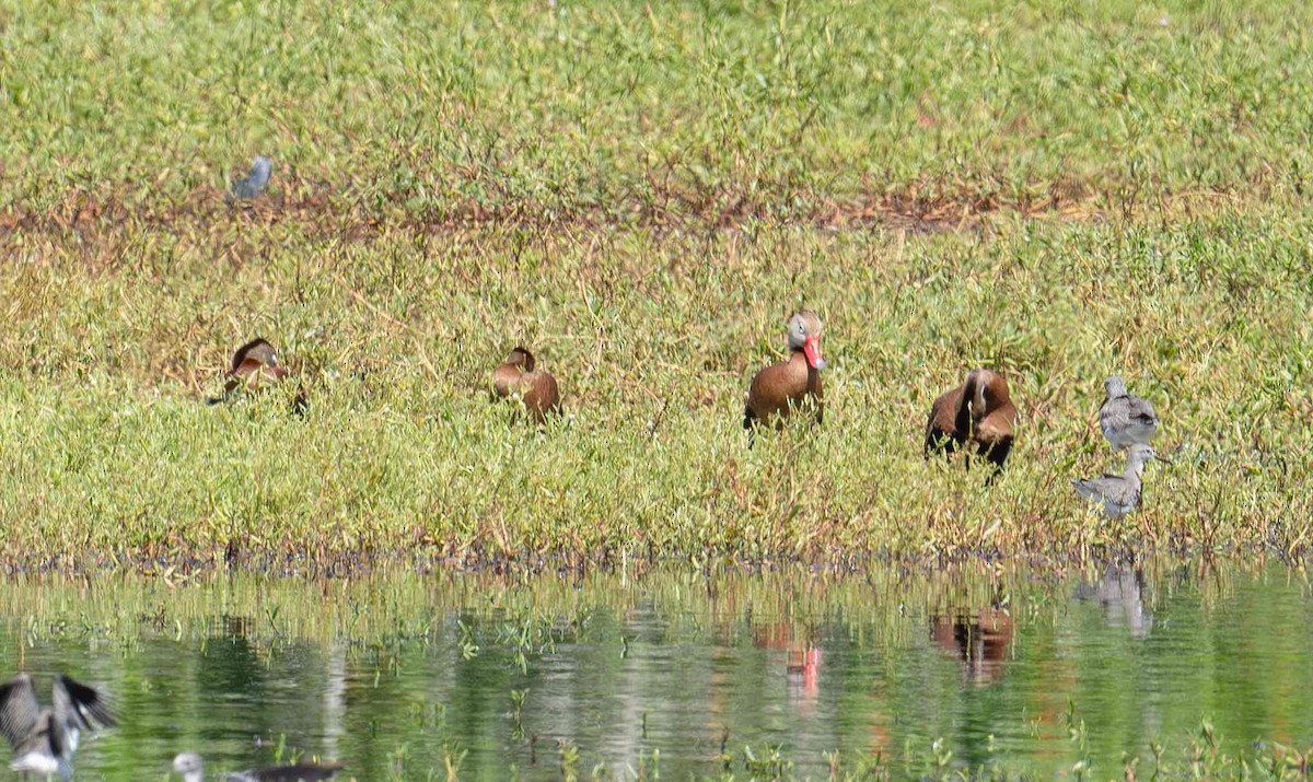 Black-bellied Whistling-Duck - ML643015131