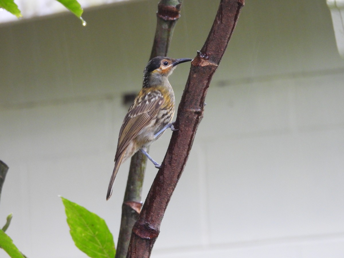 Macleay's Honeyeater - ML643015132