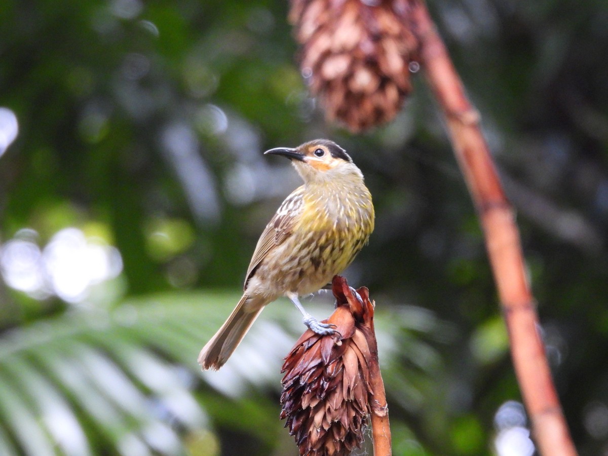 Macleay's Honeyeater - ML643015136