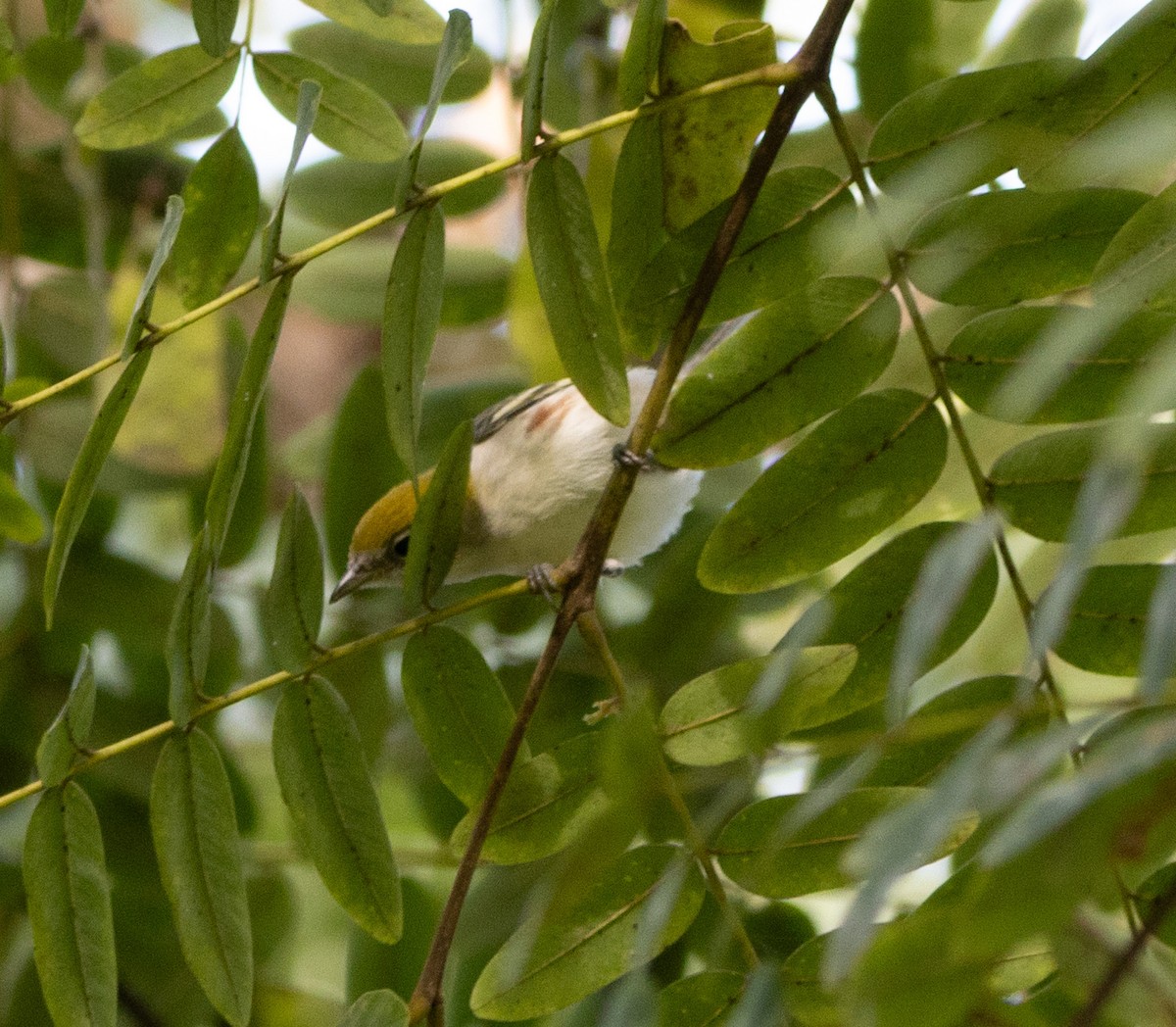 Chestnut-sided Warbler - ML643015156