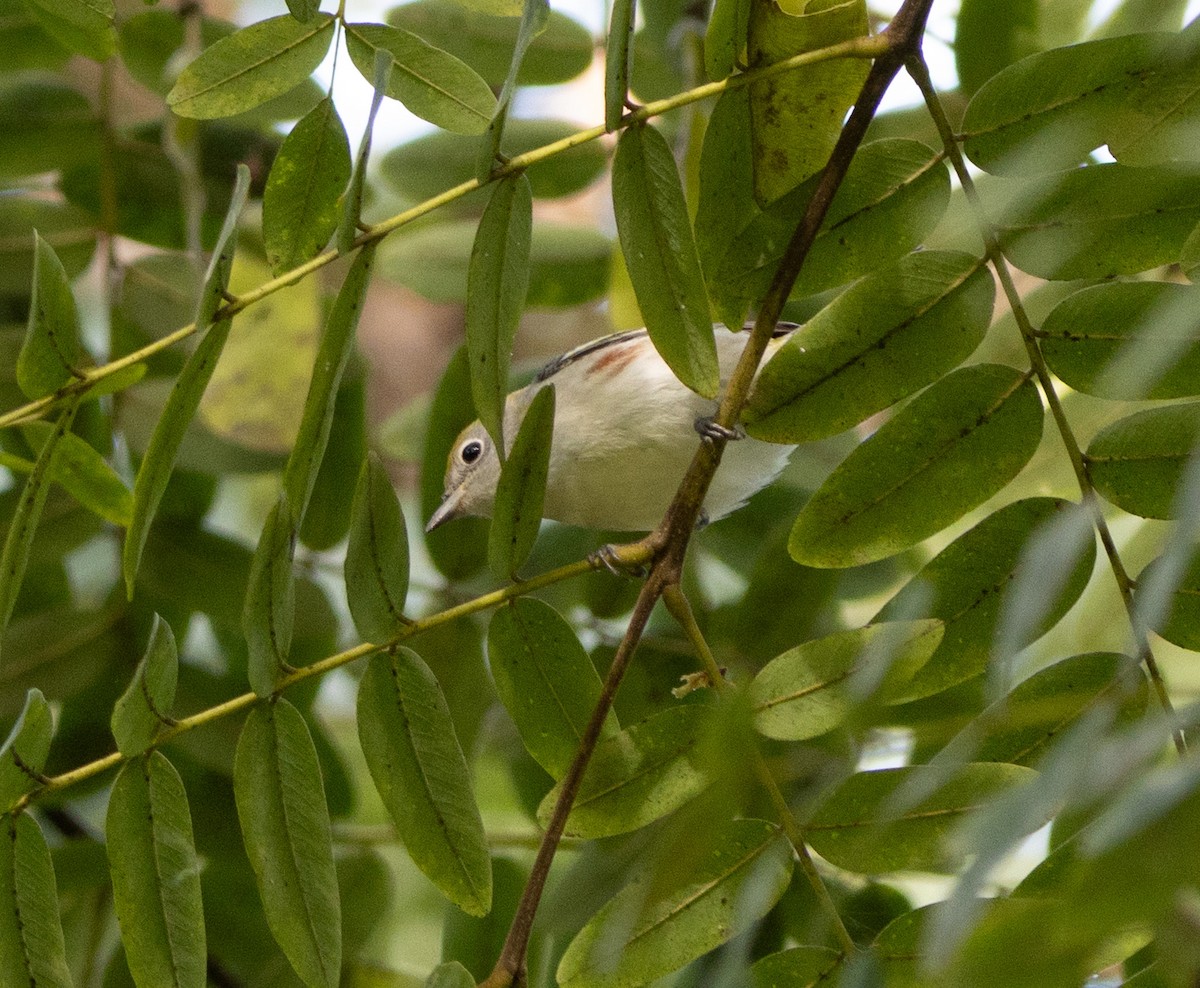 Chestnut-sided Warbler - ML643015157