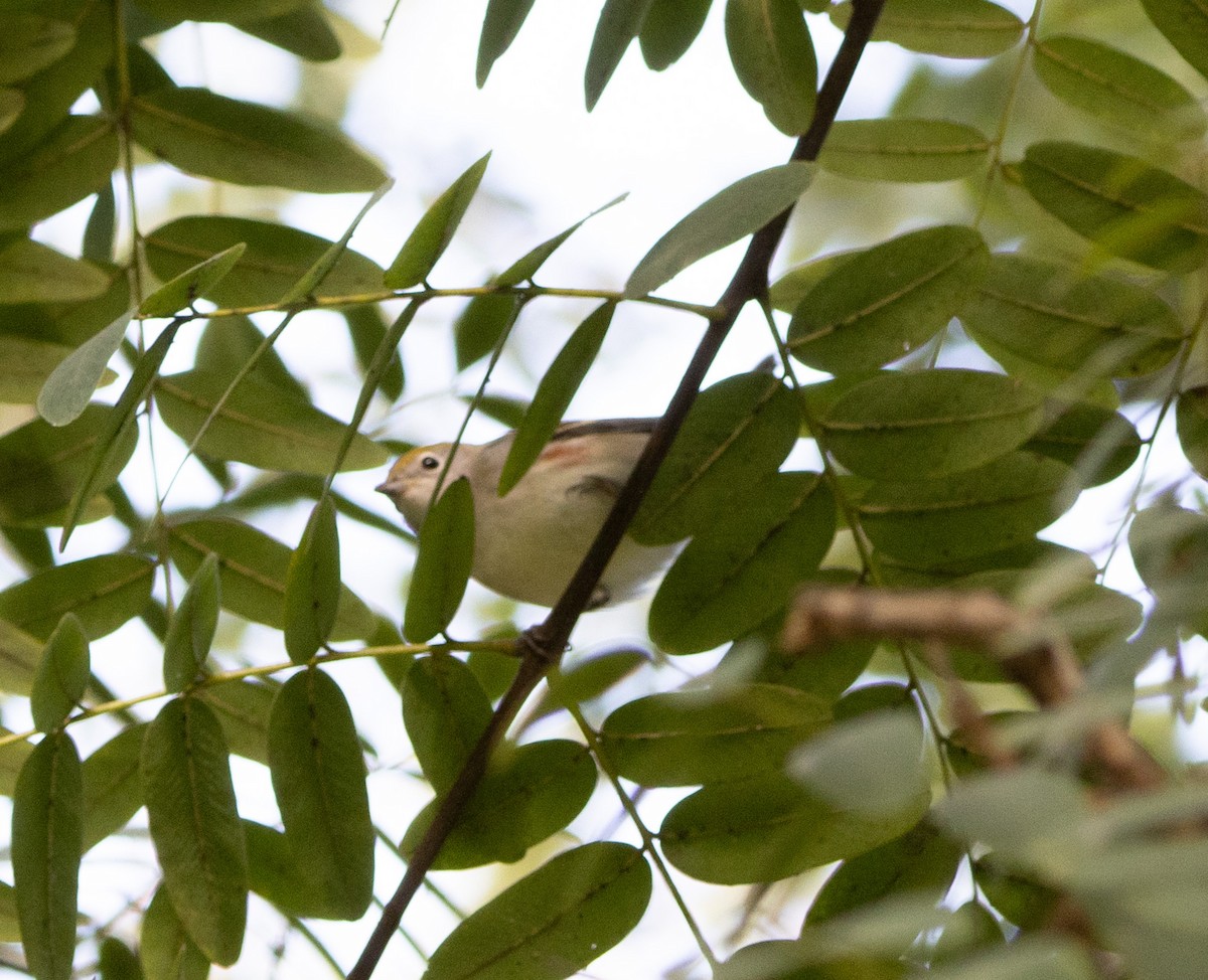 Chestnut-sided Warbler - ML643015158