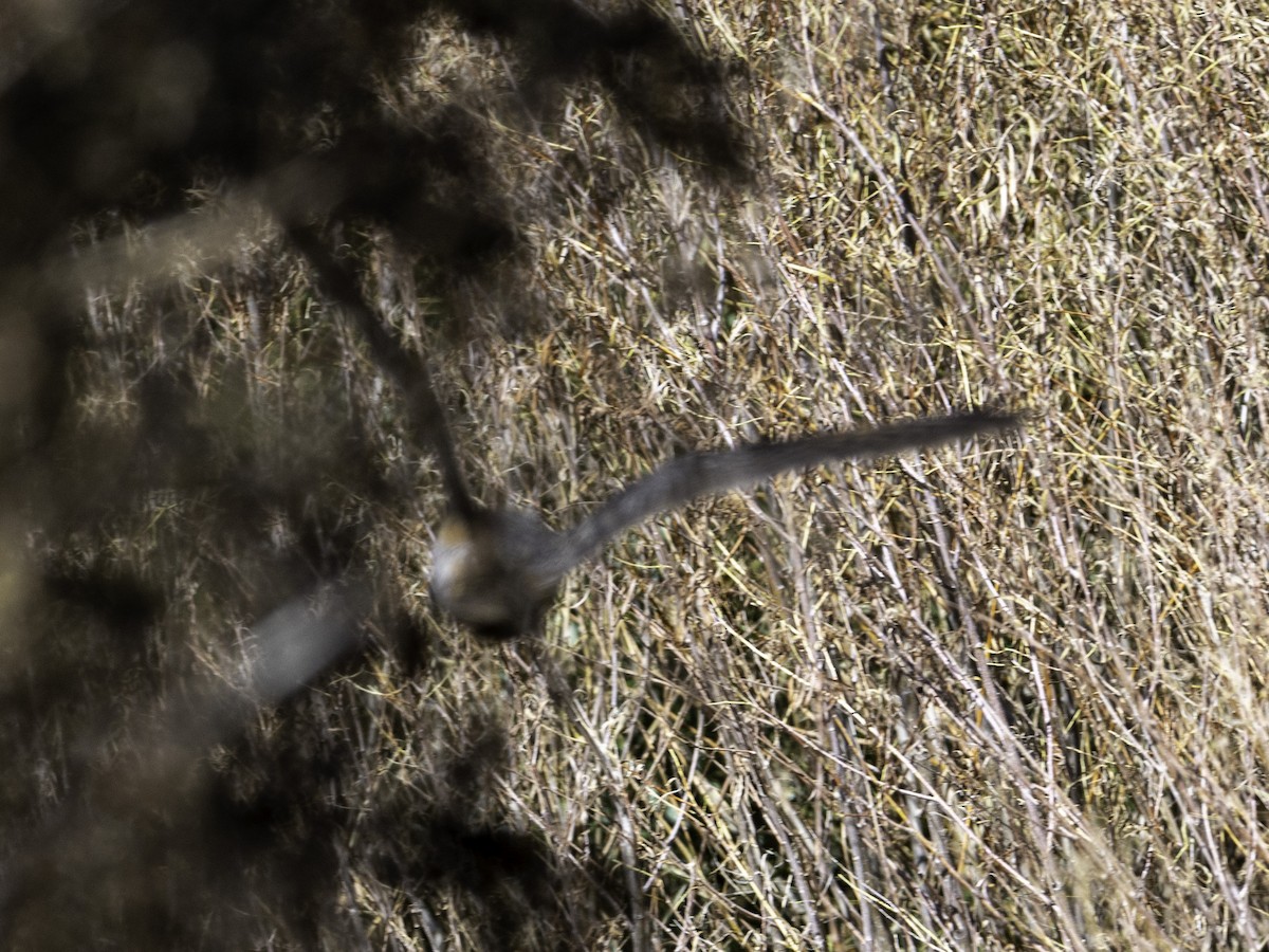 Long-eared Owl - ML643015161
