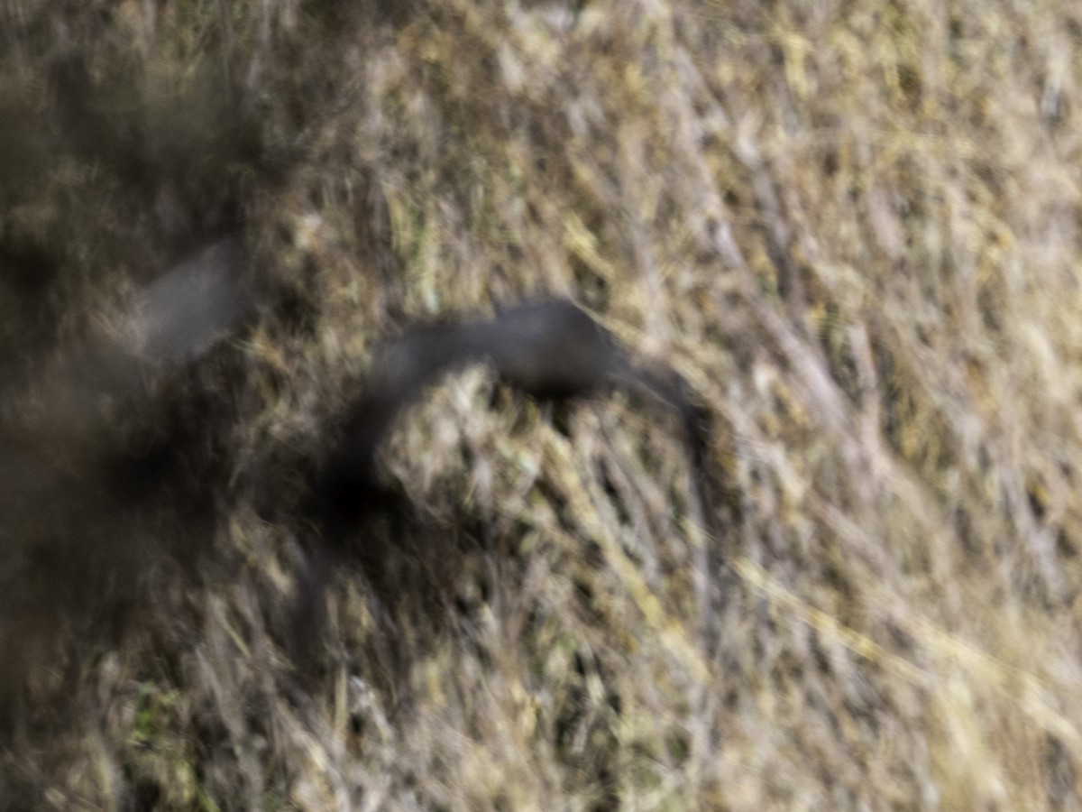 Long-eared Owl - ML643015168