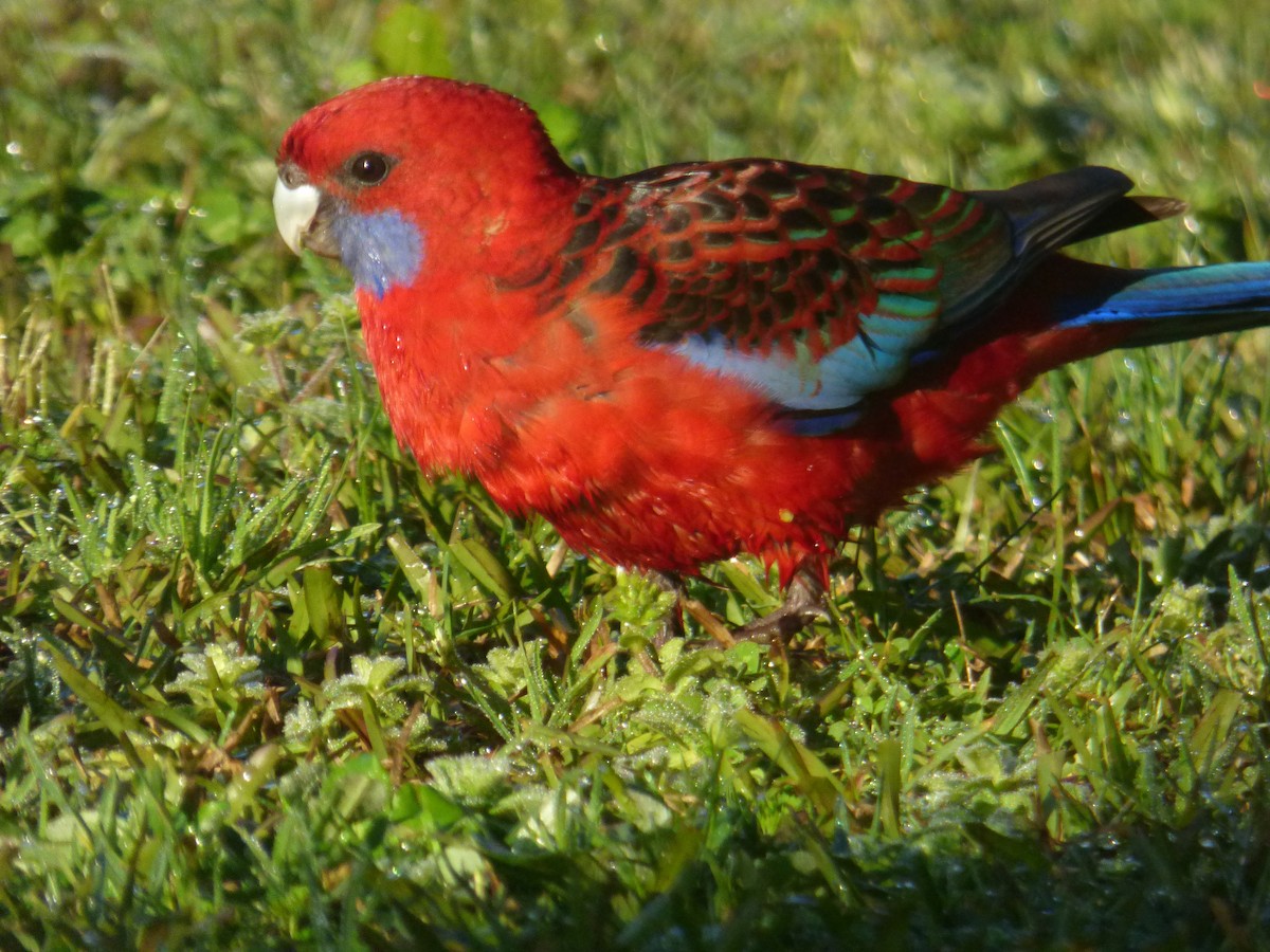 Crimson Rosella - ML643015181