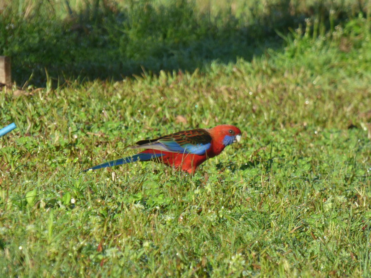 Crimson Rosella - ML643015191