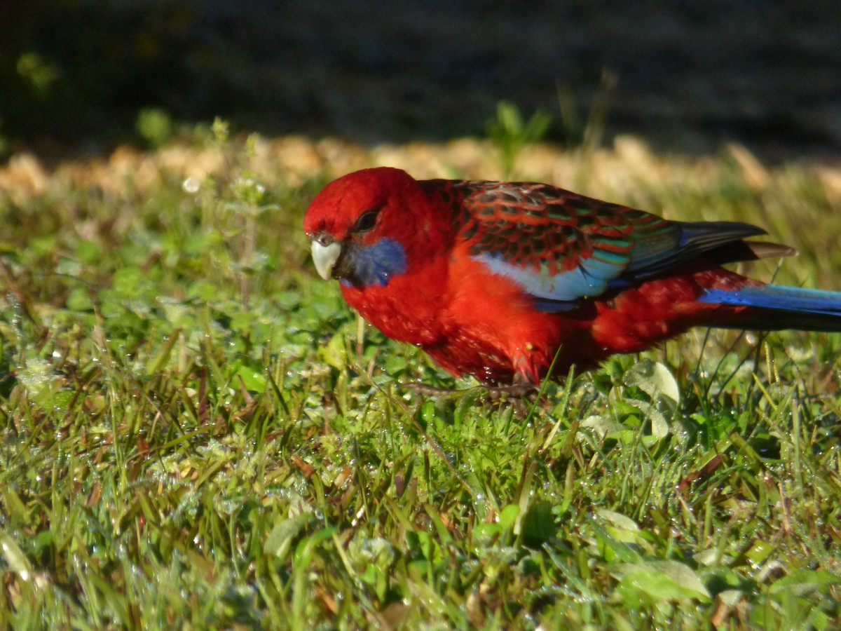 Crimson Rosella - ML643015192