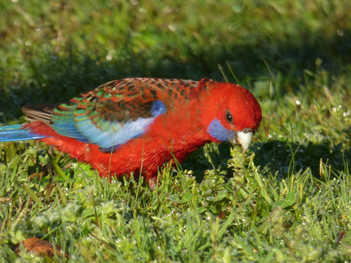 Crimson Rosella - ML643015193