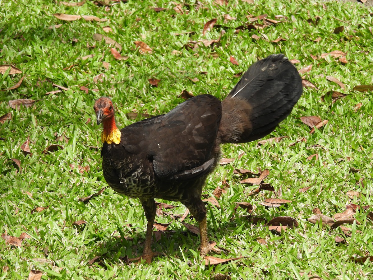 tabon brunátný - ML643015212
