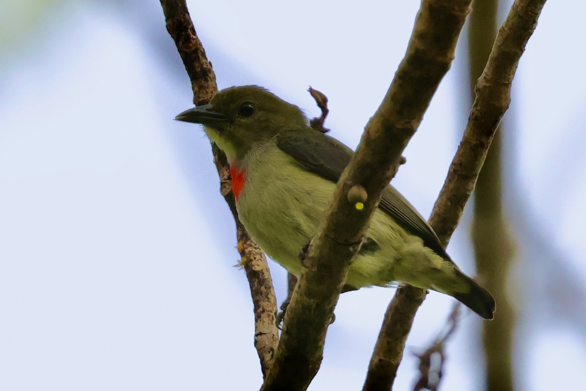 Olive-crowned Flowerpecker - ML643015223