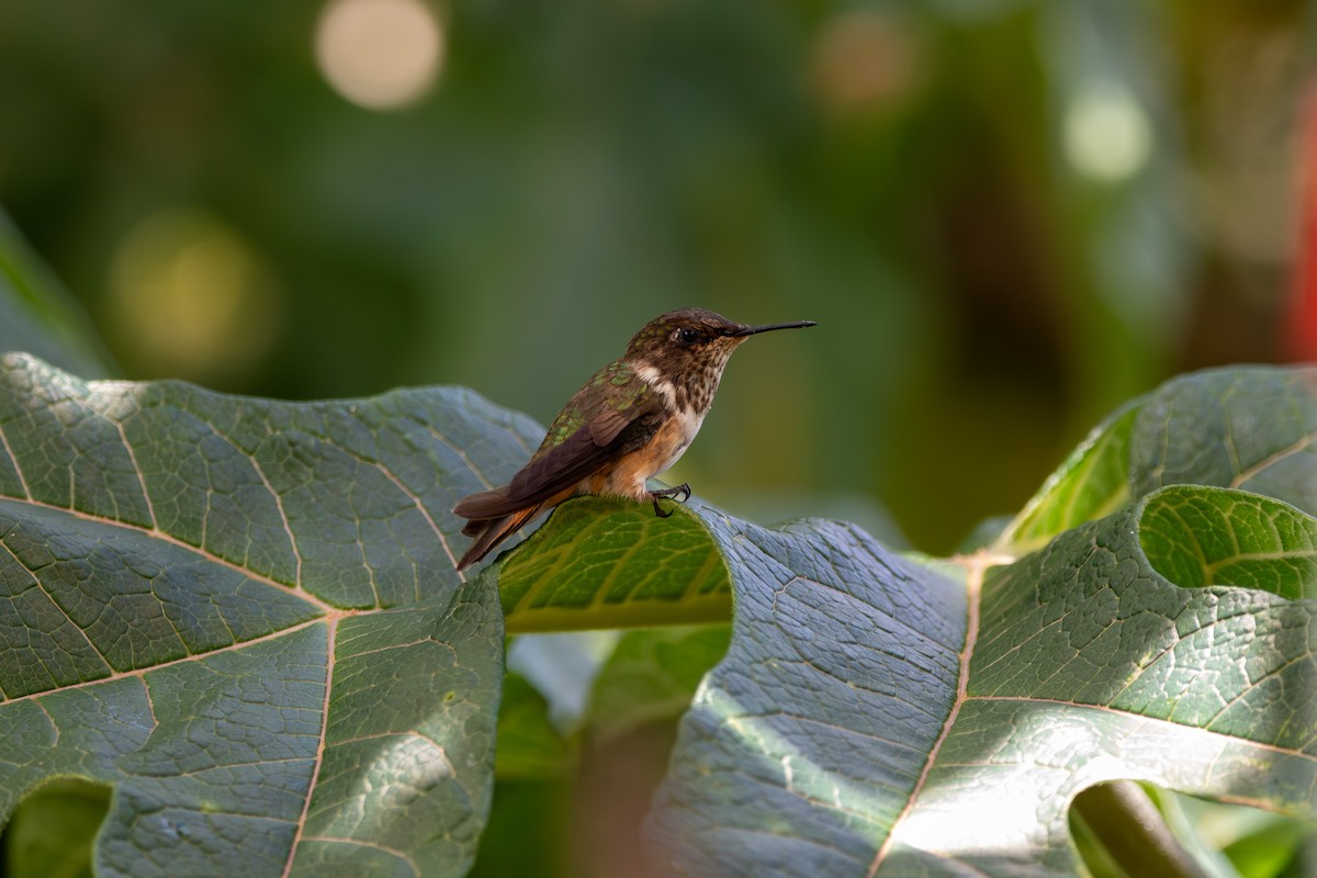 Volcano Hummingbird - ML643015224