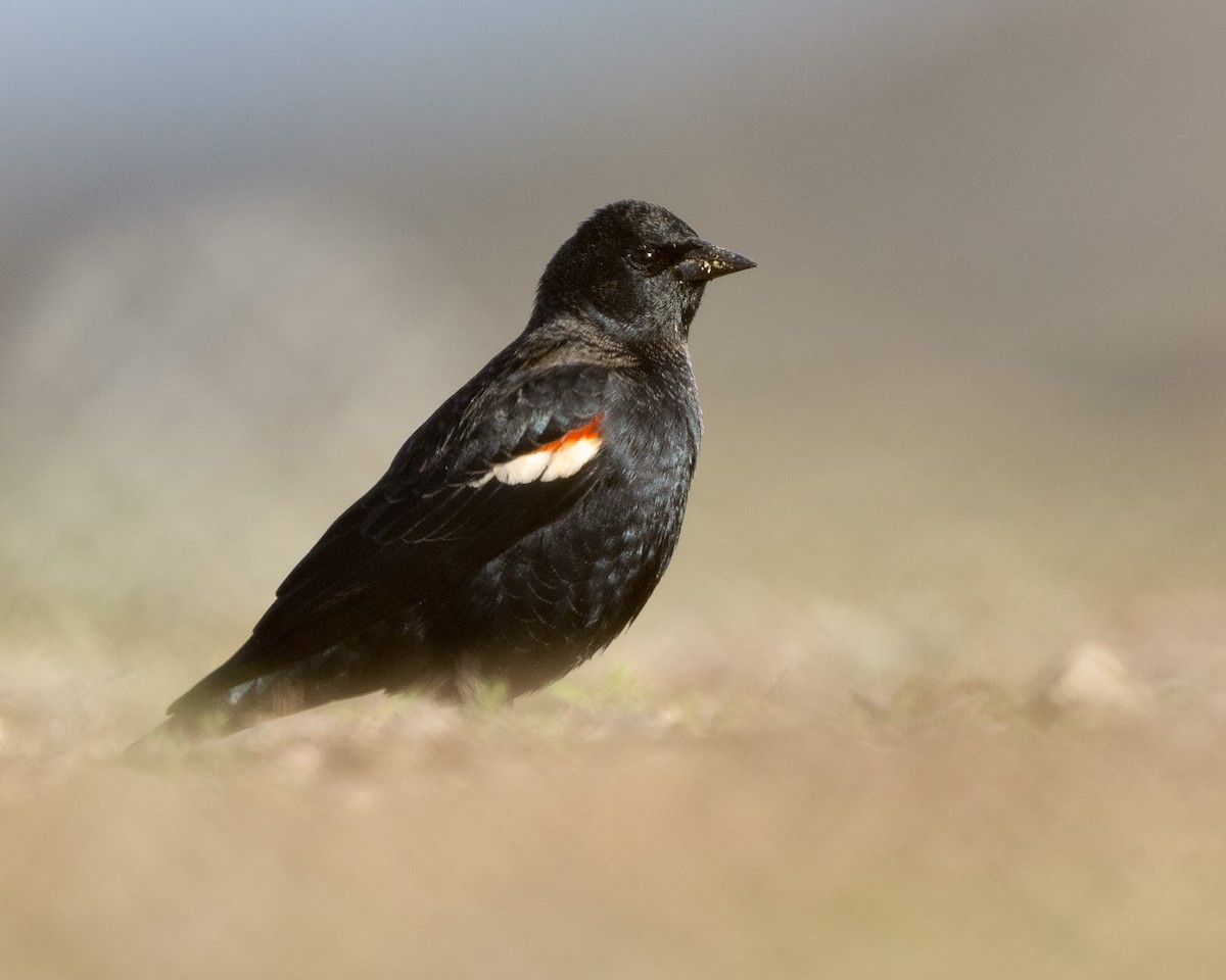 Tricolored Blackbird - ML643015228
