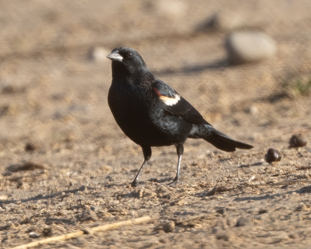 Tricolored Blackbird - ML643015230