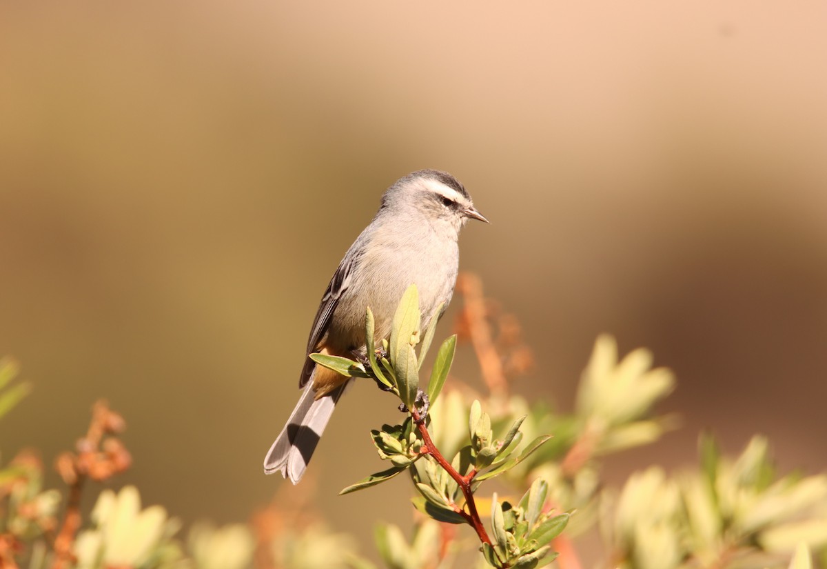 Cinereous Conebill - ML643015235