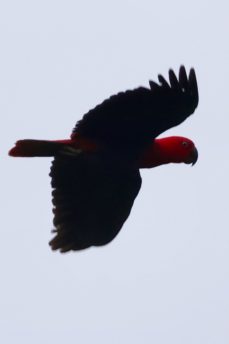 Papua Eklektus Papağanı - ML643015251