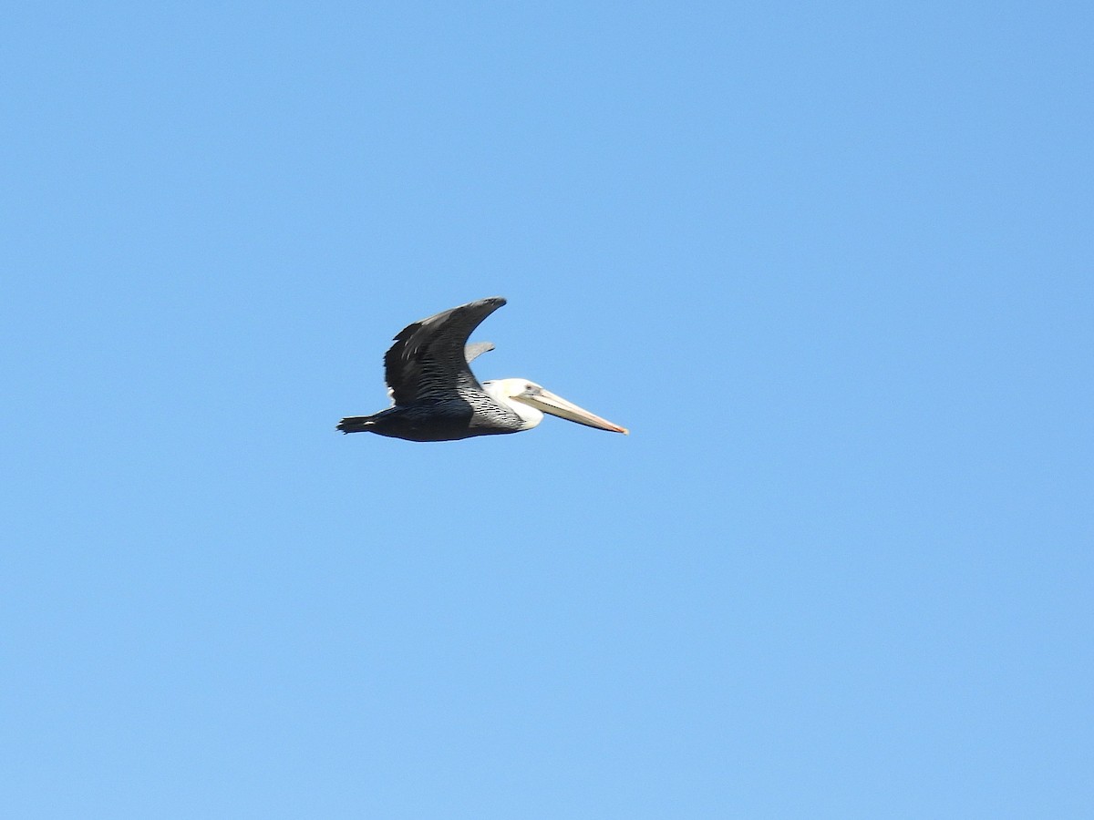 Brown Pelican - ML643015252