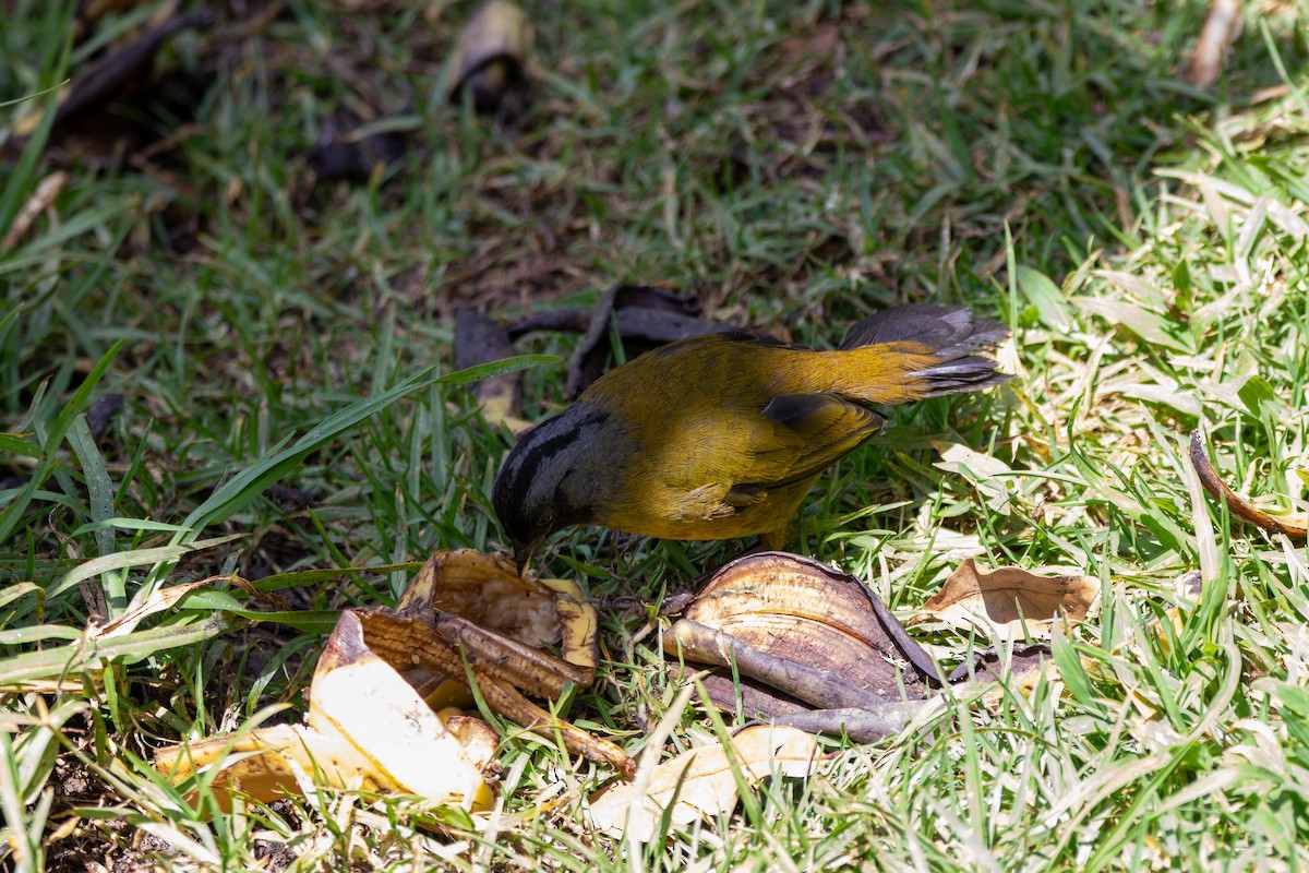 Large-footed Finch - ML643015264
