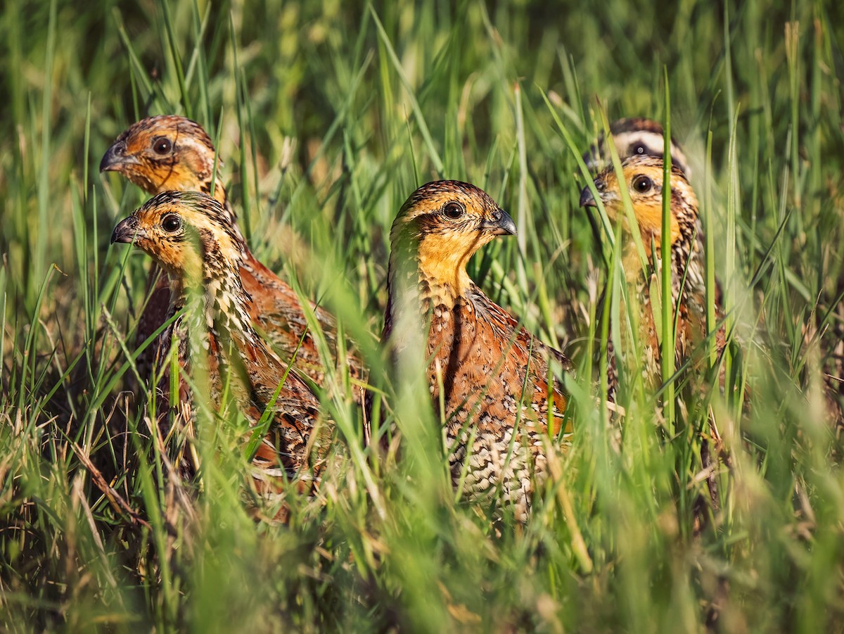 Northern Bobwhite - ML643015267