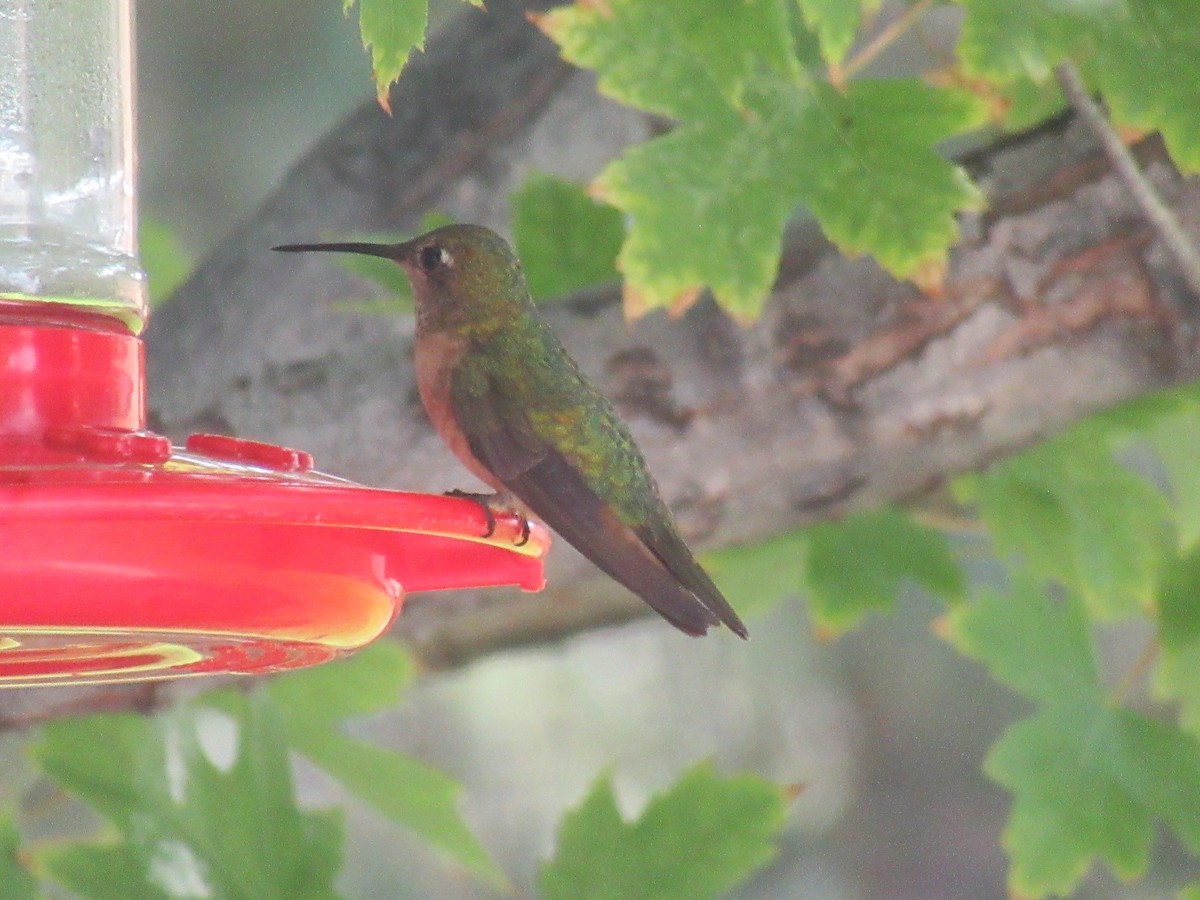 Broad-tailed Hummingbird - Anonymous