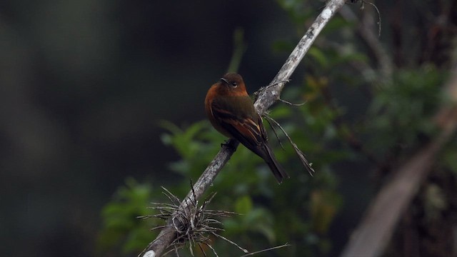 Cinnamon Flycatcher - ML643015300