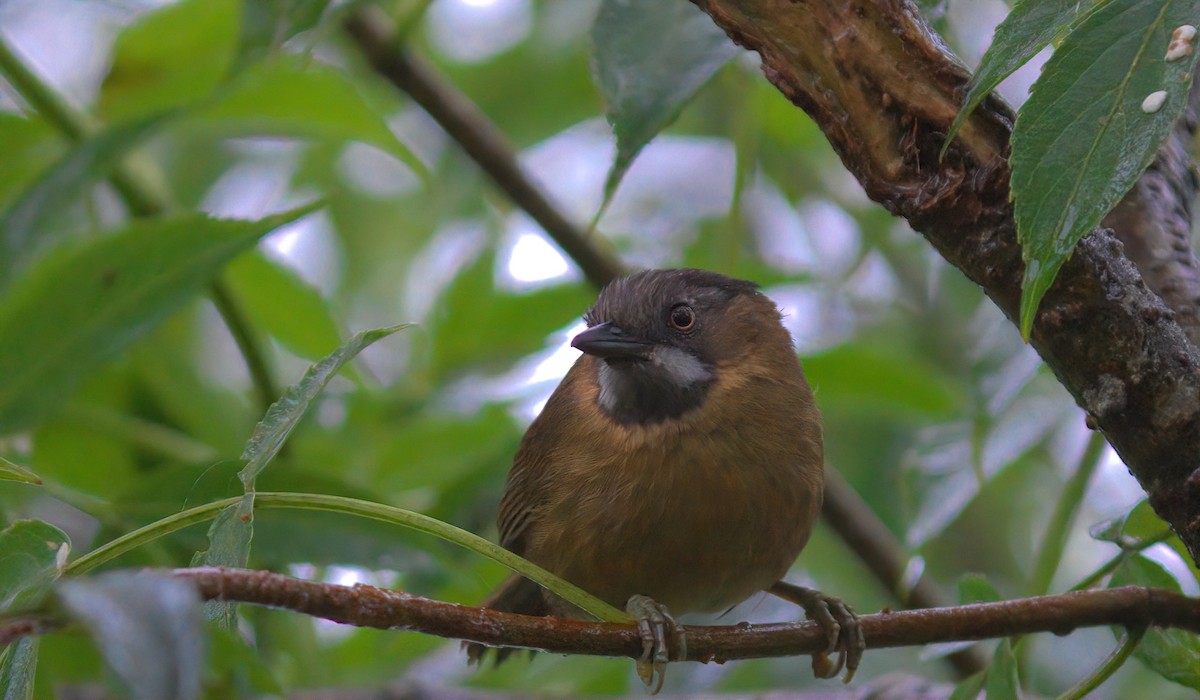Gray-throated Babbler - ML643015302