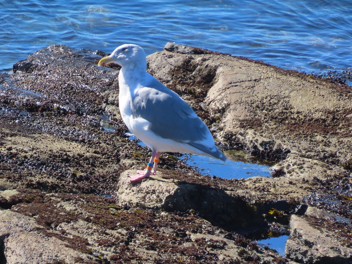 Glaucous-winged Gull - ML643015303