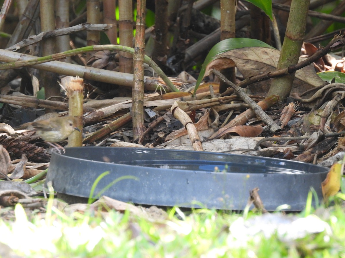 Large-billed Scrubwren - ML643015314