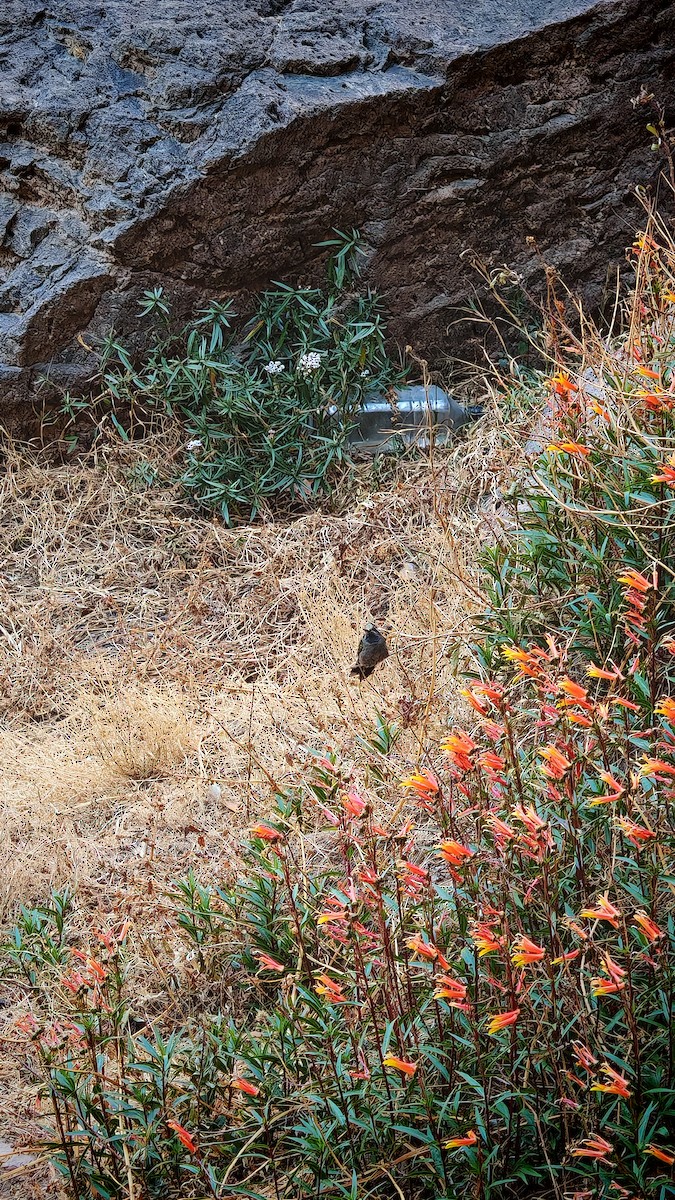 Blue-throated Mountain-gem - ML643015315