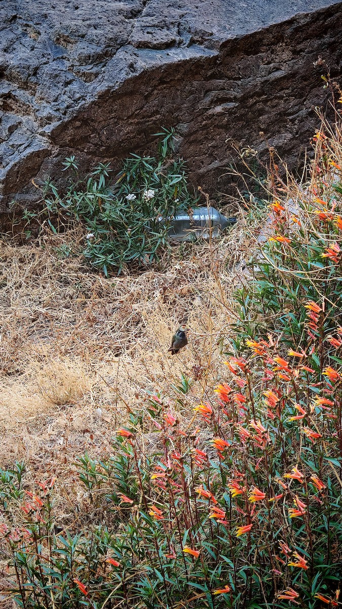Blue-throated Mountain-gem - ML643015316