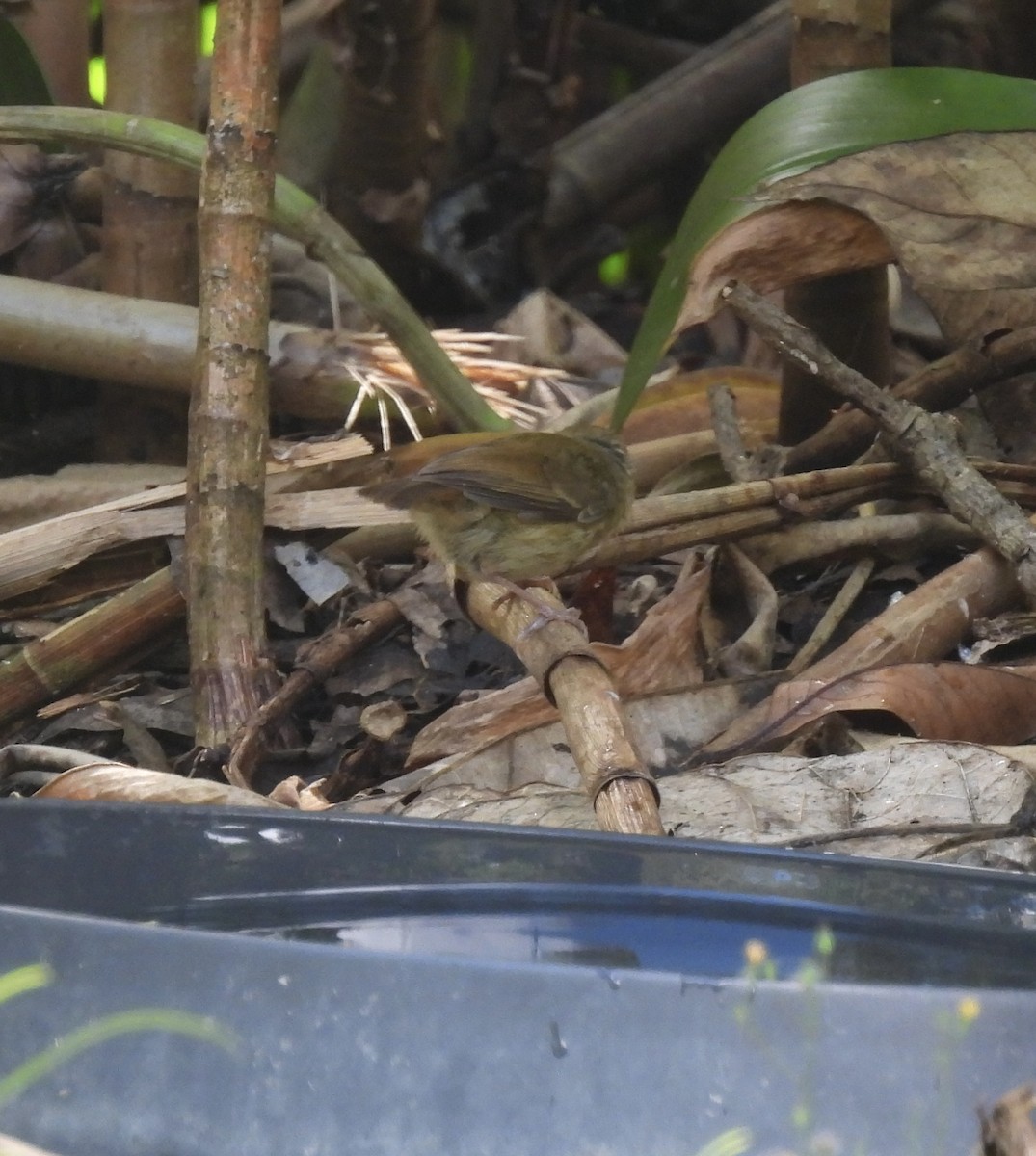 Large-billed Scrubwren - ML643015334