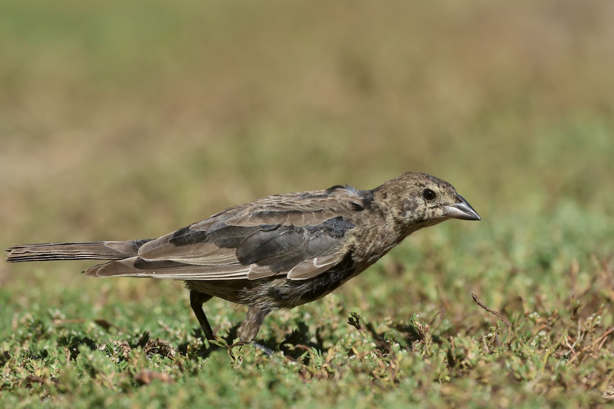 Brown-headed Cowbird - ML643015340