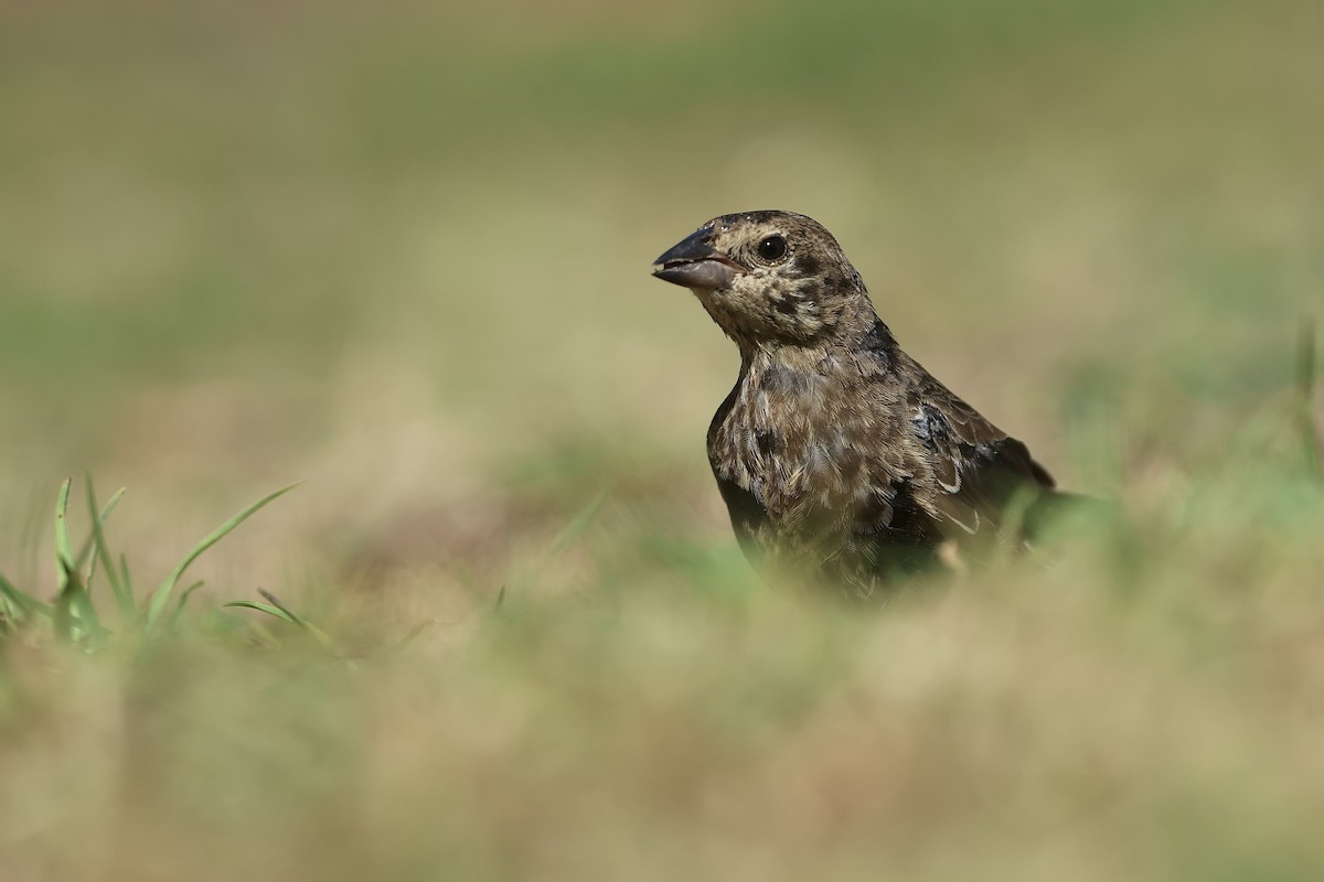 Brown-headed Cowbird - ML643015342