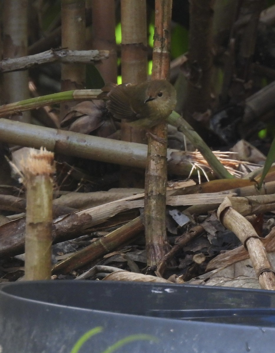 Large-billed Scrubwren - ML643015346