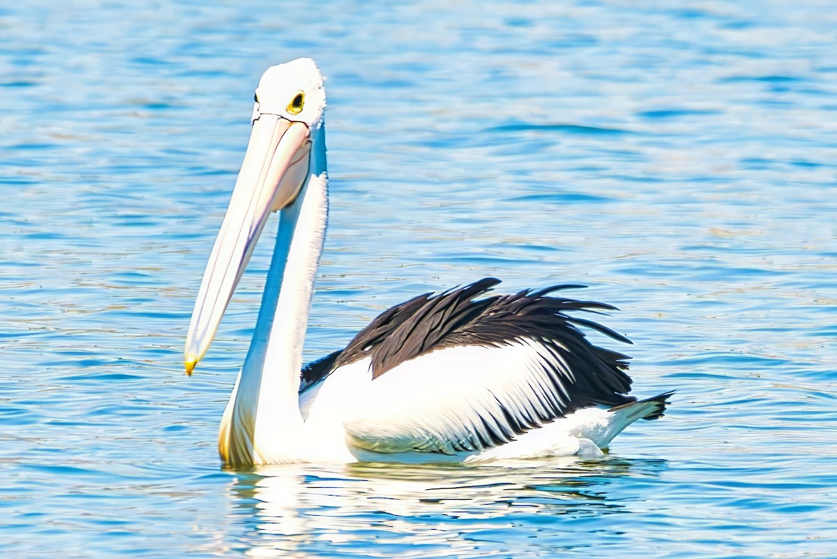 Australian Pelican - ML643015347
