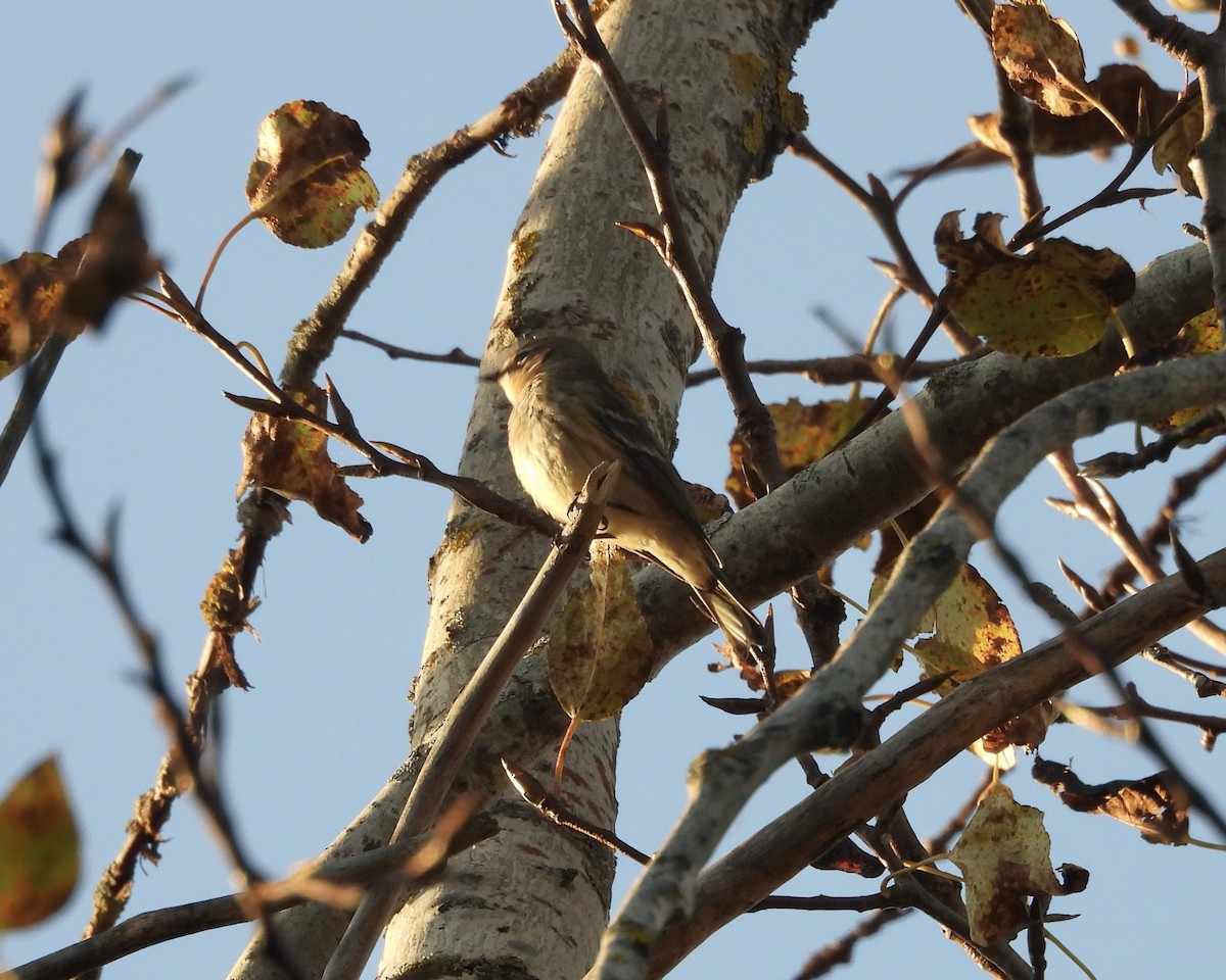 Yellow-rumped Warbler - ML643015349