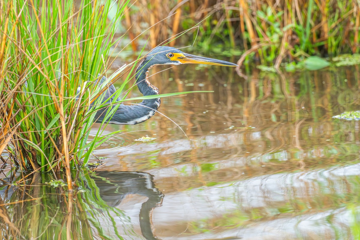 Tricolored Heron - ML643015350