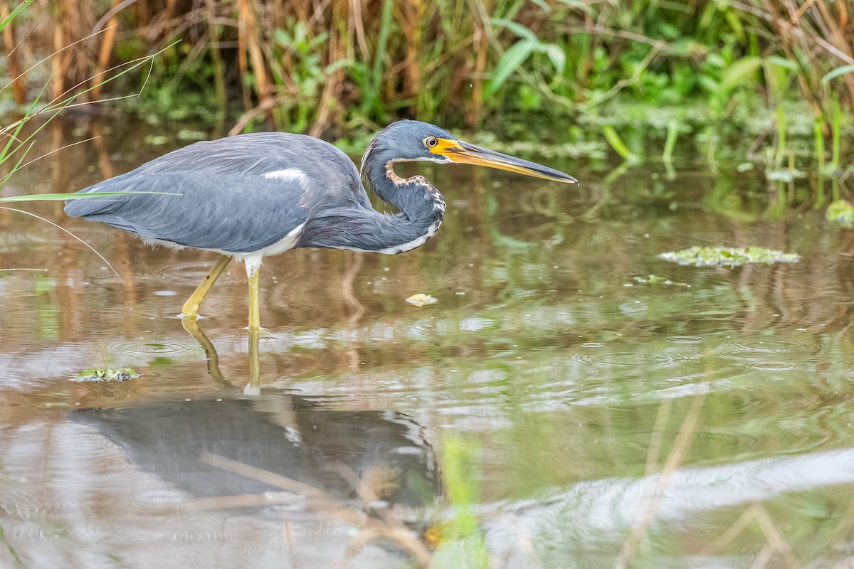 Tricolored Heron - ML643015351