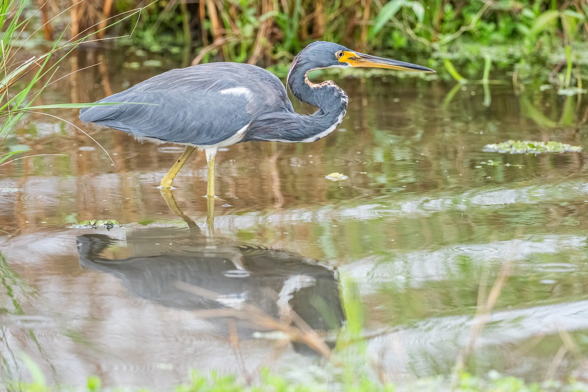 Tricolored Heron - ML643015352