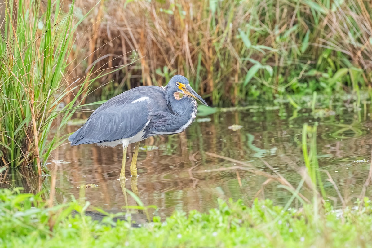 Tricolored Heron - ML643015354