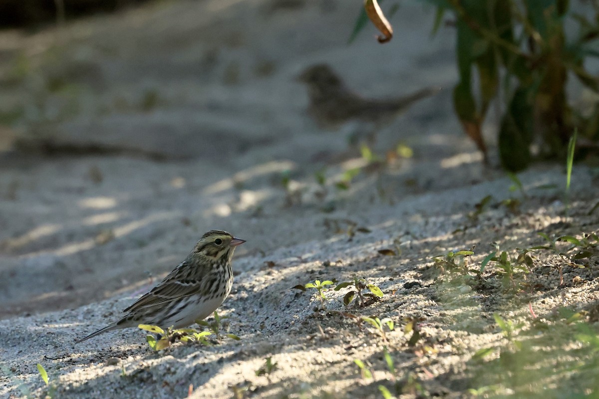Savannah Sparrow - ML643015355