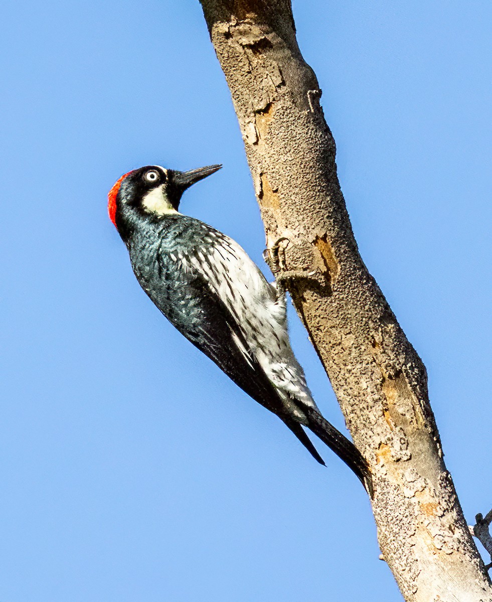 Acorn Woodpecker - ML643015363