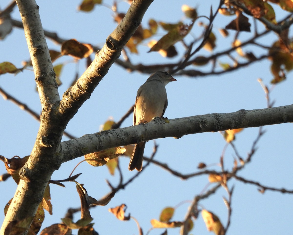 Chipping Sparrow - ML643015364